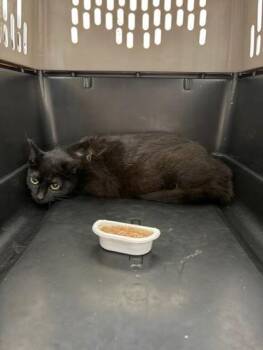 Domestic Short Hair Cats Available for Adoption in Westland, Michigan - Fran | PetCurious