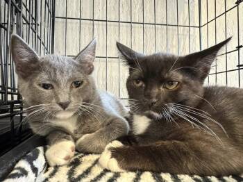 Tuxedo and Domestic Short Hair Cats Available for Adoption in Walnut Creek, California - Arial | PetCurious