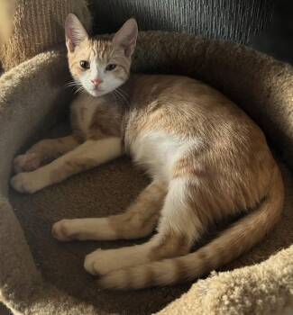 Rescue Domestic Short Hair Cats for Adoption in Pottstown, Pennsylvania - Geater | PetCurious