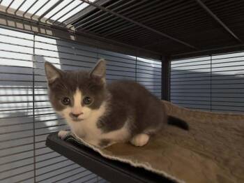 Sriracha -  Domestic Short Hair Cat Available for Adoption in Dale City, Virginia - Sriracha | PetCurious