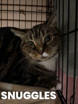 Rescue Domestic Short Hair Cats for Adoption in Rutherfordton, North Carolina - Snuggles | PetCurious