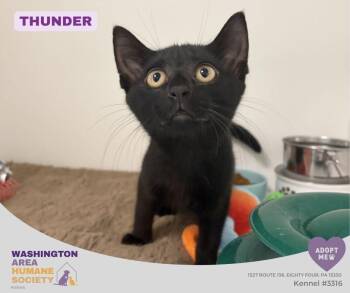 Thunder -  Domestic Short Hair Cat for Adoption in Eighty Four, Pennsylvania - Thunder | PetCurious