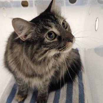 Cleo -  Domestic Long Hair Cat for Adoption in Evansville, Indiana - Cleo | PetCurious