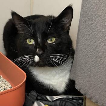 Golazo -  Domestic Short Hair Cat for Adoption in Los Angeles, California - Golazo | PetCurious