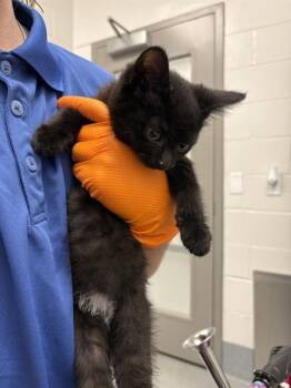 BLACK WIDOW -  Domestic Short Hair Cat for Adoption in Indianapolis, Indiana - BLACK WIDOW | PetCurious