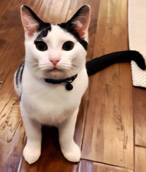 Rescue Domestic Short Hair Cats for Adoption in Franklin, Tennessee - KITTEN BRANSON | PetCurious