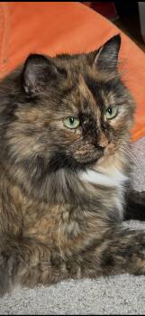Rescue Domestic Long Hair Cats for Adoption in Johnstown, New York - Maddy | PetCurious