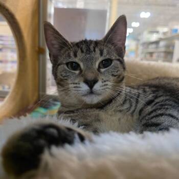 Eshe -  Domestic Short Hair Cat for Adoption in Albany, New York - Eshe | PetCurious