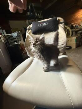 Dopple -  Domestic Long Hair Cat for Adoption in Fredericton, New Brunswick - Dopple | PetCurious