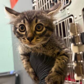 Schweppes (light blue) -  Domestic Medium Hair Cat for Adoption in Keizer, Oregon - Schweppes (light Blue) | PetCurious