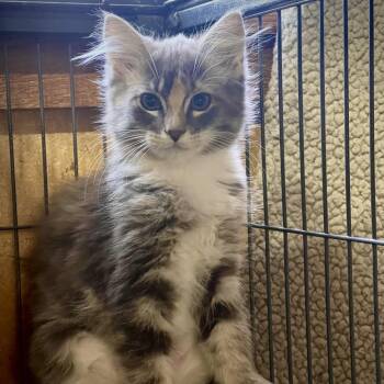 Nimbus -  Domestic Medium Hair Cat for Adoption in Spokane, Washington - Nimbus | PetCurious