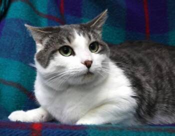 Domestic Short Hair Cats Available for Adoption in Thief River Falls, Minnesota - Alaric | PetCurious