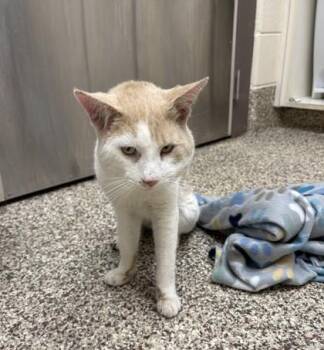Domestic Short Hair Cats Available for Adoption in Westland, Michigan - Rusty | PetCurious