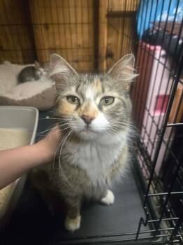 Muffy -  Domestic Medium Hair Cat Available for Adoption - Muffy | PetCurious