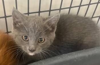 grey kitten -  Domestic Medium Hair Cat for Adoption in Green River, Wyoming - Grey Kitten | PetCurious
