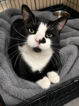 Gelato -  Domestic Short Hair Cat for Adoption in Manhattan, Illinois - Gelato | PetCurious