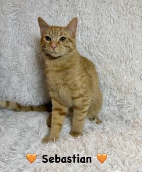 Tabby Cats Available for Adoption - Sebastian | PetCurious