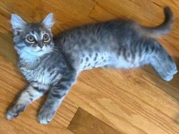 Luna -  Domestic Long Hair and Tabby Cat for Adoption in Algood, Tennessee - Luna | PetCurious