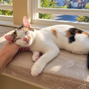 Danger Doll -  Domestic Short Hair Cat for Adoption in Fredericksburg, Virginia - Danger Doll | PetCurious