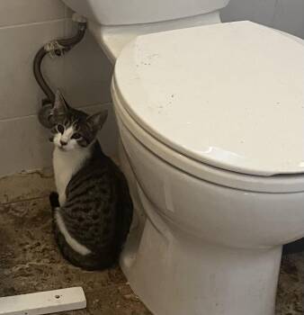 Rescue Domestic Short Hair Cats for Adoption - Sally | PetCurious