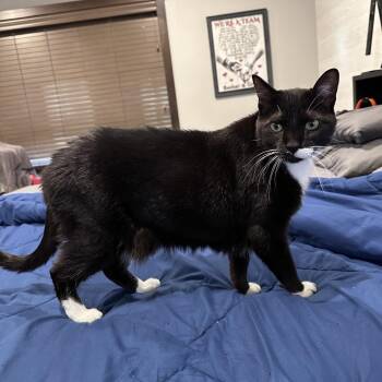 Bruno (Pepper) -  Domestic Short Hair Cat for Adoption in Rochester, Minnesota - Bruno (Pepper) | PetCurious