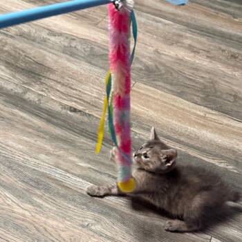Queensland Ringtail 8 -  Domestic Short Hair Cat for Adoption in Austin, Texas - Queensland Ringtail 8 | PetCurious