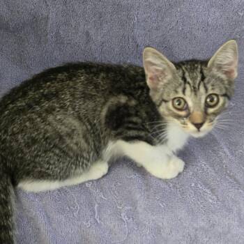 Alley Bunn -  Domestic Short Hair Cat for Adoption in Eagle Mountain, Utah - Alley Bunn | PetCurious