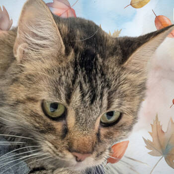 Rescue Domestic Short Hair Cats for Adoption in Peoria, Illinois - Endora | PetCurious