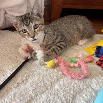 Latte -  Tabby Cat for Adoption in Washington, Pennsylvania - Latte | PetCurious