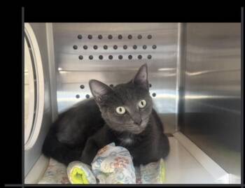 Snuggles -  Domestic Short Hair Cat for Adoption in Lafayette, Colorado - Snuggles | PetCurious