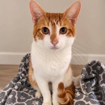 Zabini -  Domestic Short Hair Cat for Adoption in Fredericksburg, Virginia - Zabini | PetCurious