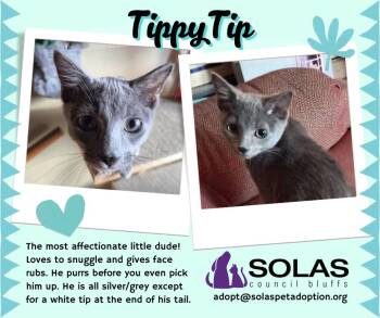 Rescue Domestic Short Hair Cats for Adoption in Council Bluffs, Iowa - TippyTip  --  (dd) | PetCurious