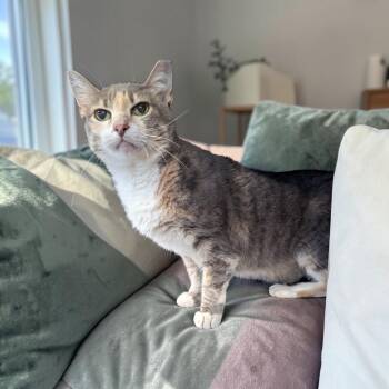 Pinky -  Dilute Calico Cat for Adoption in Chuckey, Tennessee - Pinky | PetCurious