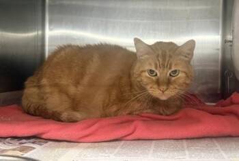 Domestic Short Hair Cats Available for Adoption in Fort Worth, Texas - Peaches | PetCurious