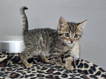 Rescue Domestic Short Hair Cats for Adoption in Dickson, Tennessee - Rayne | PetCurious
