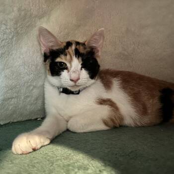 Kittens Available -  Domestic Short Hair Cat for Adoption in Wells, Maine - Kittens Available | PetCurious