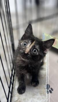 Strawberry -  Domestic Short Hair Cat for Adoption - Strawberry | PetCurious