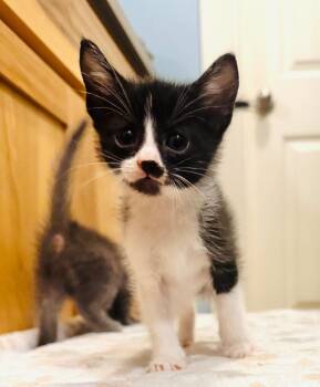 Arthur -  Domestic Short Hair Cat for Adoption in Valley Park, Oklahoma - Arthur | PetCurious