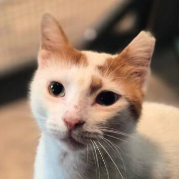 Harbor -  Domestic Short Hair Cat for Adoption in Titusville, Florida - Harbor | PetCurious