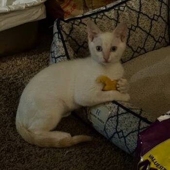 Rescue Siamese Cats for Adoption in Lakewood, California - Casper | PetCurious