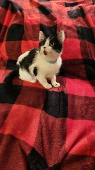 Rescue Domestic Medium Hair Cats for Adoption in Saint Francis, Minnesota - Sapphire & Emerald | PetCurious