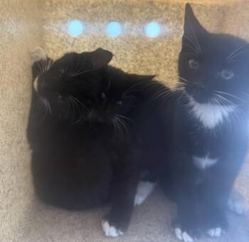 Quarter Zip -  Domestic Short Hair Cat for Adoption - Quarter Zip | PetCurious