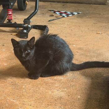 Bulbasaur -  Domestic Short Hair Cat for Adoption in Greensboro, North Carolina - Bulbasaur | PetCurious