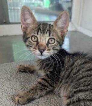IO -  Domestic Short Hair Cat for Adoption in Morristown, New Jersey - IO | PetCurious