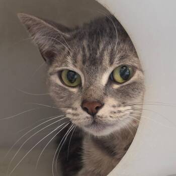 Domestic Short Hair Cats Available for Adoption in Gloucester, Virginia - Sweet Pea | PetCurious