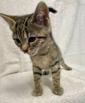Kitten F -  Domestic Short Hair Cat for Adoption in Sunnyvale, Texas - Kitten F | PetCurious