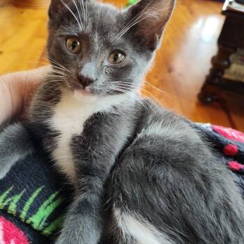 Rescue Domestic Medium Hair Cats for Adoption in Boerne, Texas - Birch | PetCurious