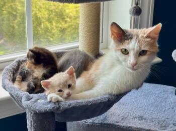 Rita -  Domestic Short Hair Cat for Adoption in Bethel Park, Pennsylvania - Rita | PetCurious