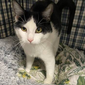 26-61 Juliet -  Domestic Short Hair Cat for Adoption in North Branford, Connecticut - 26-61 Juliet | PetCurious