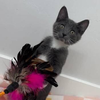 Scone -  Domestic Short Hair Cat for Adoption in Sunnyvale, California - Scone | PetCurious